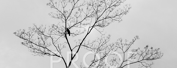 Bird in Tree