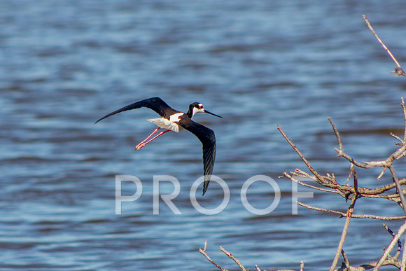Black-Necked Stilt 2