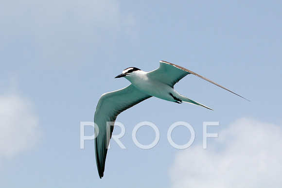 Bridled tern 1