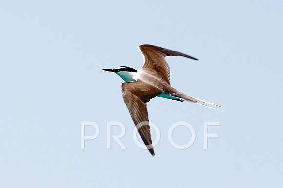 Bridled tern 2