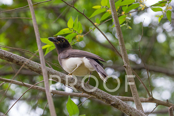 Brown Jay 1.