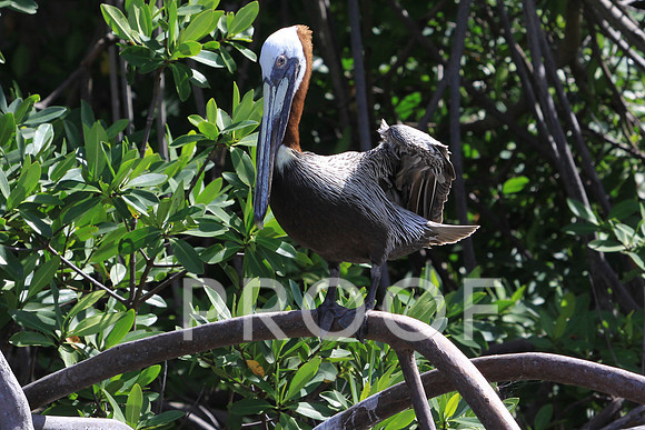 Brown pelican 1