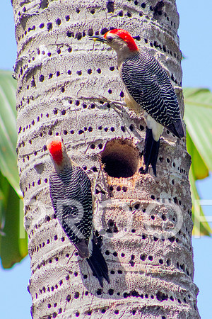 Golden fronted Wood Pecker 2