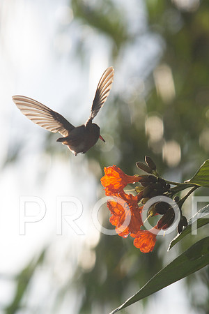 Hummingbird Sunrise