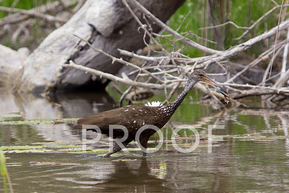 Limpkin 1.