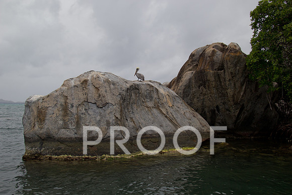 Pelican Chill