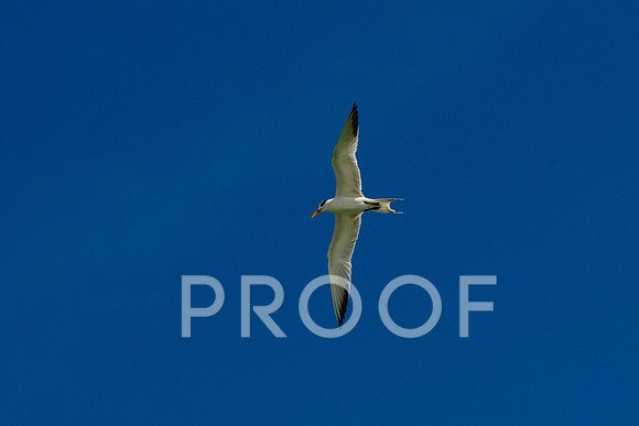 Royal tern 1
