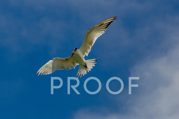 Royal tern 2