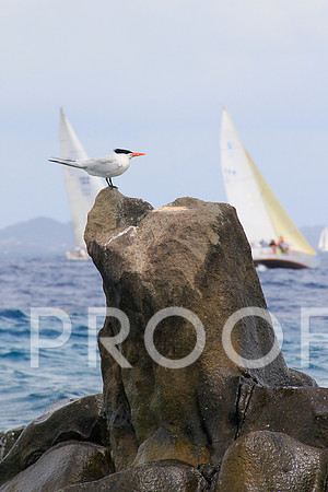 Royal tern BVI Spring Regatta