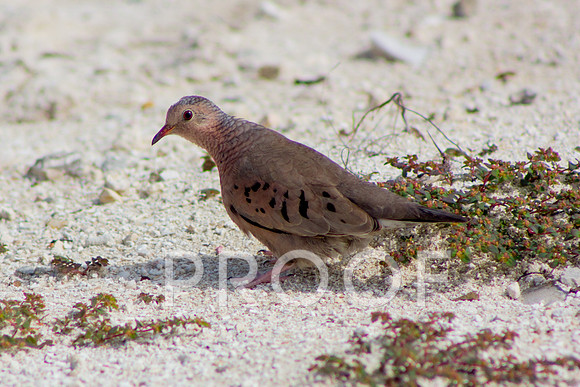 Ruddy ground dove