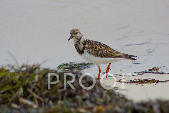 Ruddy turnstone Sand Piper