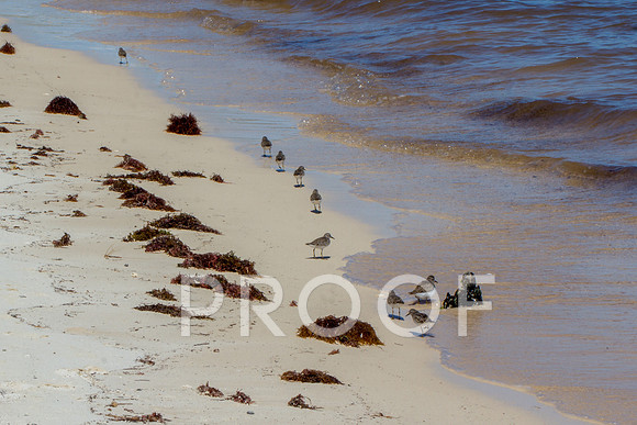 Sandpiper working hard