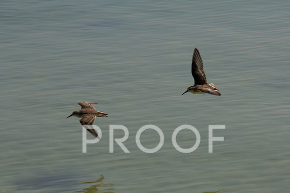 Sanpiper in flight