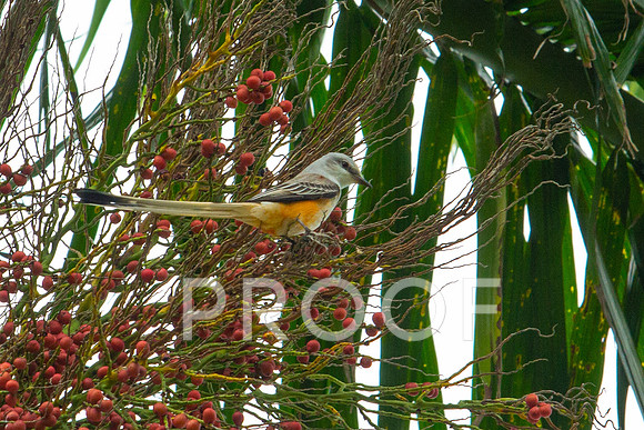 Scissor-tailed Flycatcher