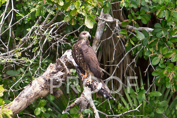 Snail Kite 1.