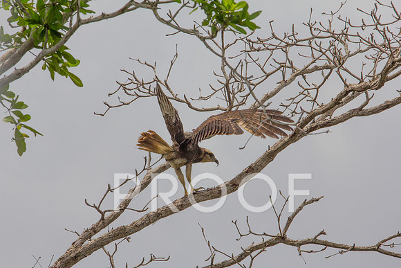 Snail Kite 2.
