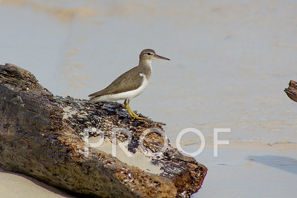 Spotted sandpiper