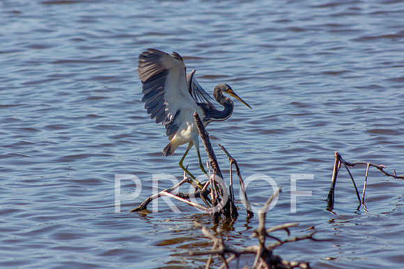 Triclolored heron 1