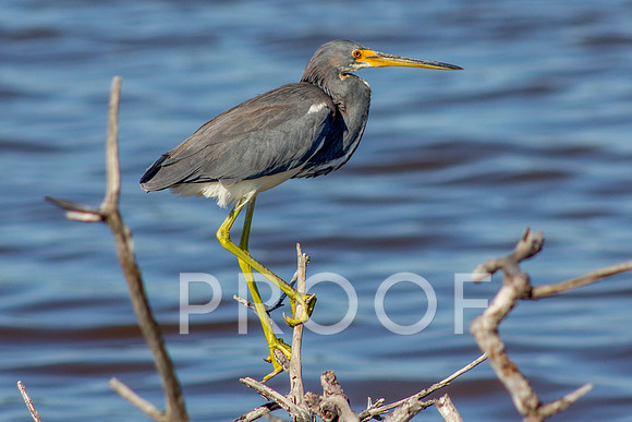 Tricolored heron 2