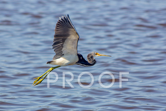 Tricolored heron 3