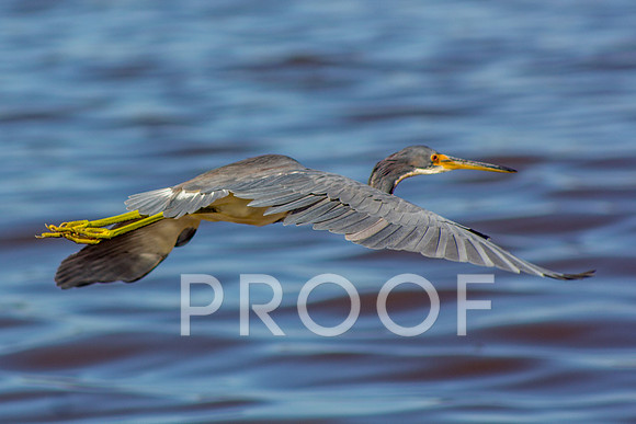 Tricolored heron 4