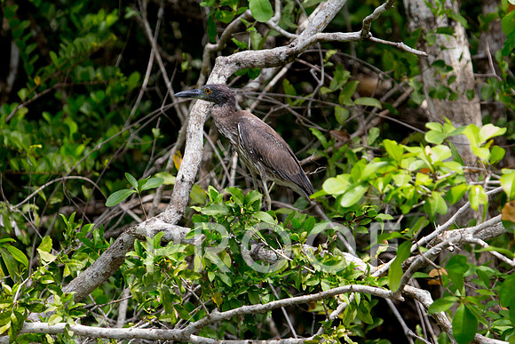 Yello-crowned Night Heron 1.